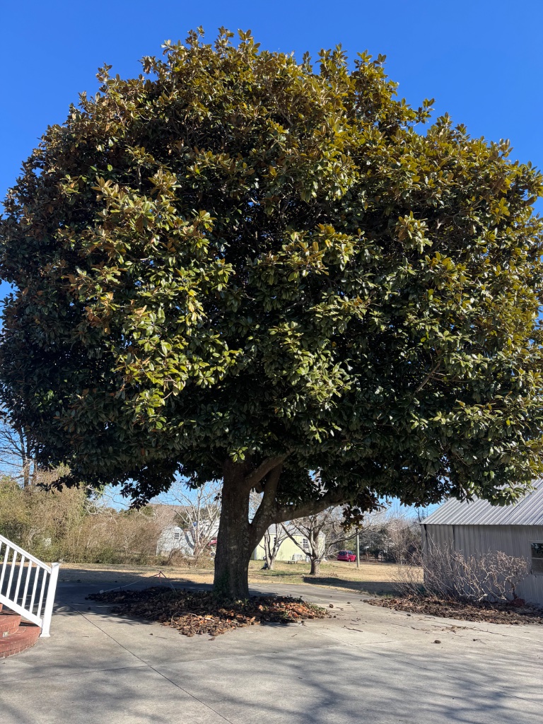 Healthy Magnolia Care
