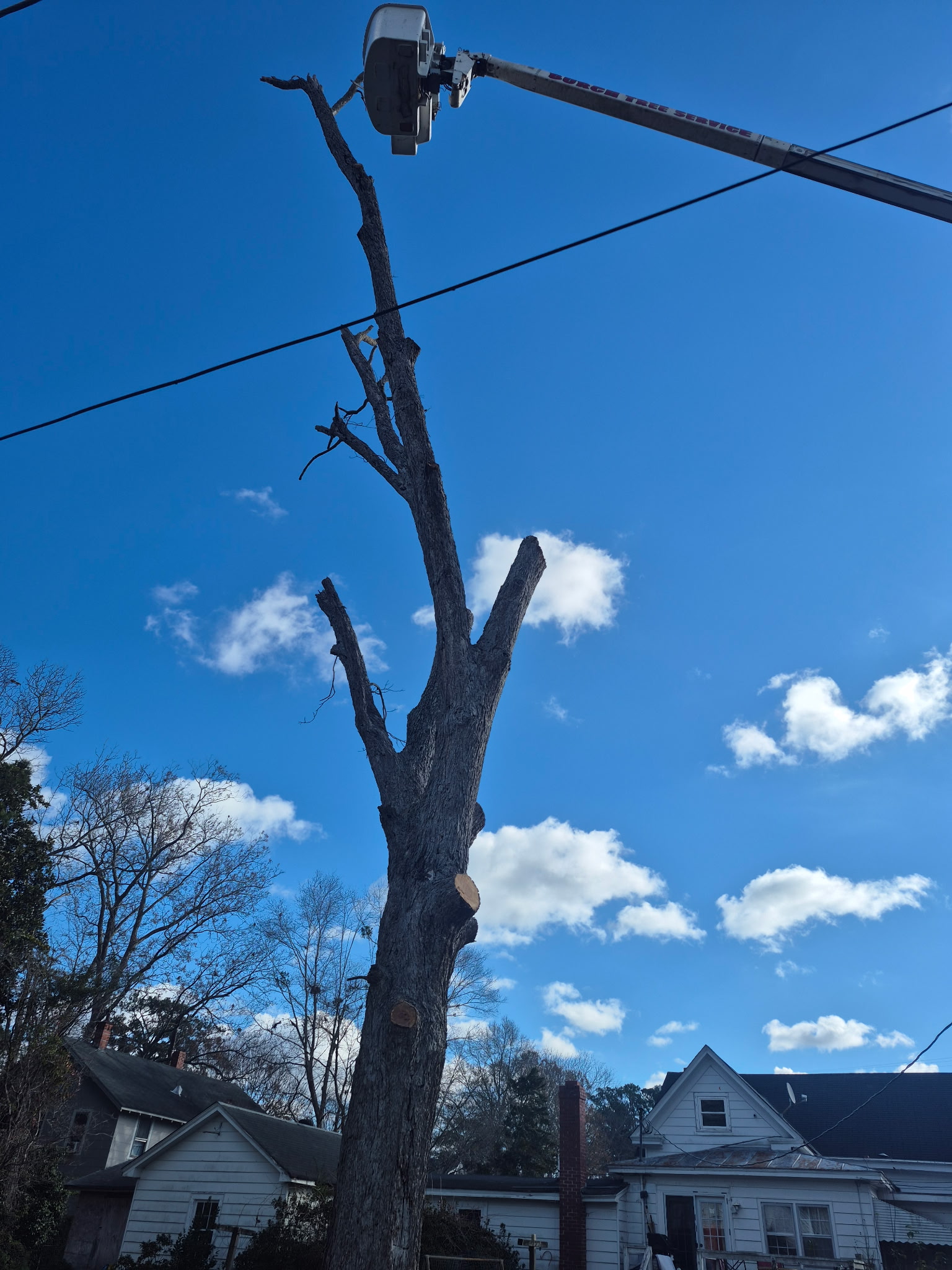 Tree Topping