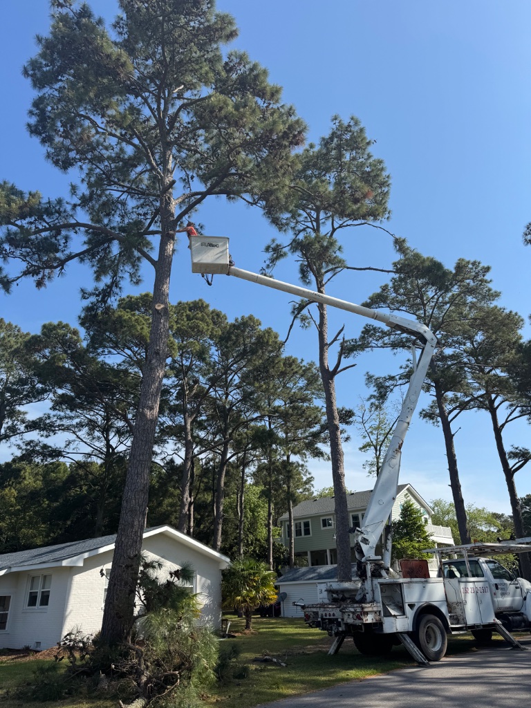 Burch Tree Service bucket truck removing a tall pine tree