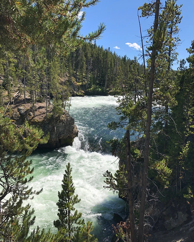 Whitewater rushing through rocks in a forested mountain stream