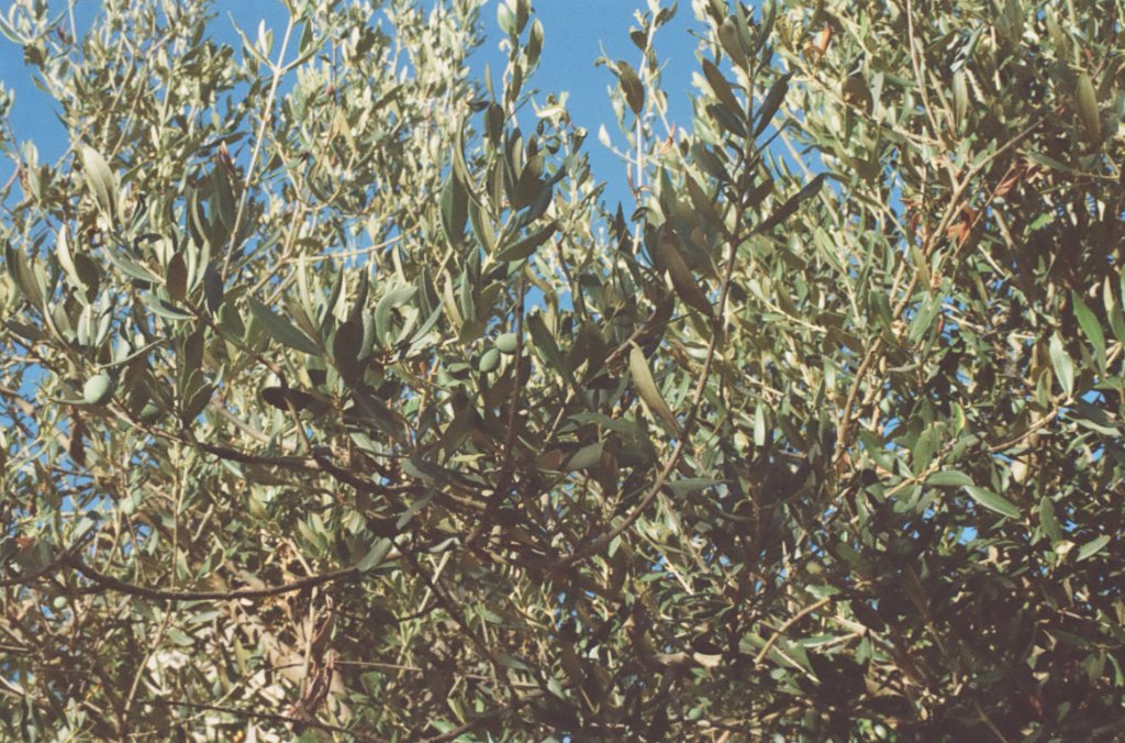 Close-up of unripe green olives nestled in olive tree foliage