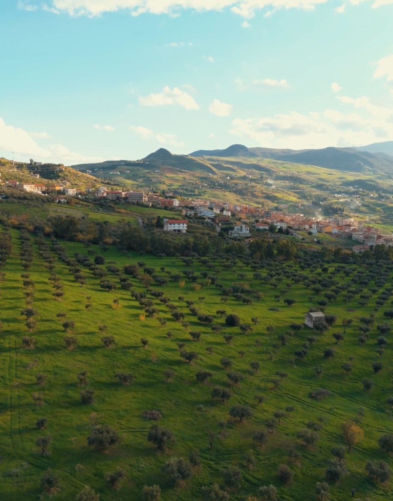 Harvesting olives by hand at Susafa
