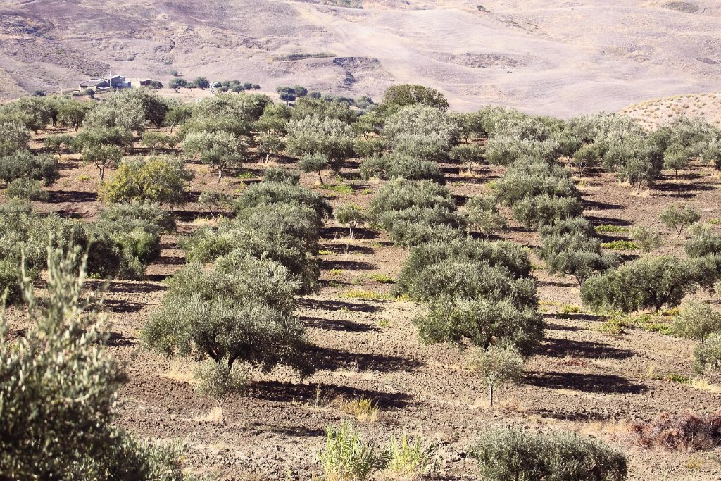Rows of olive trees across the Susafa hillsides