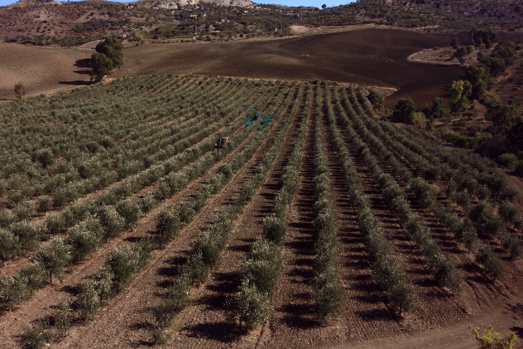 Aerial view of the olive grove in Sicily