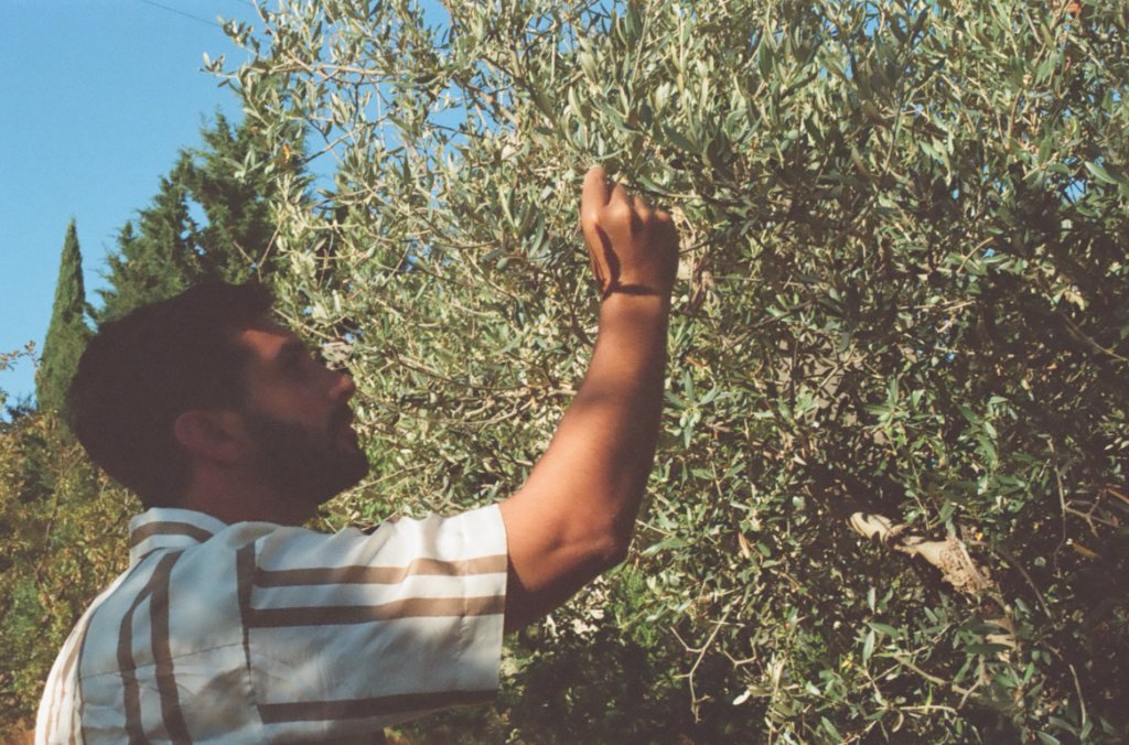Jake reaching into the branches of an olive tree in Sicily