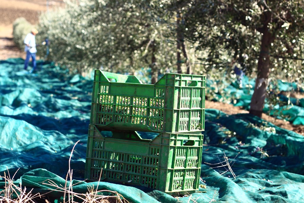 Freshly picked olives in a harvest crate