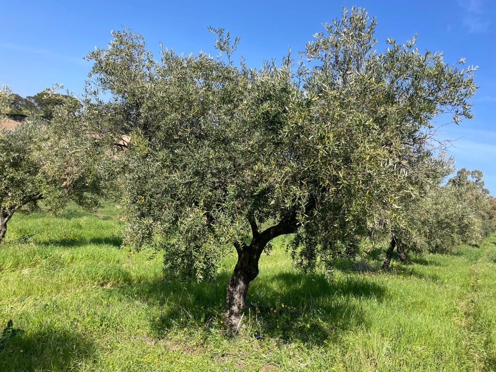 A full-canopied olive tree in a green grove under a clear blue sky