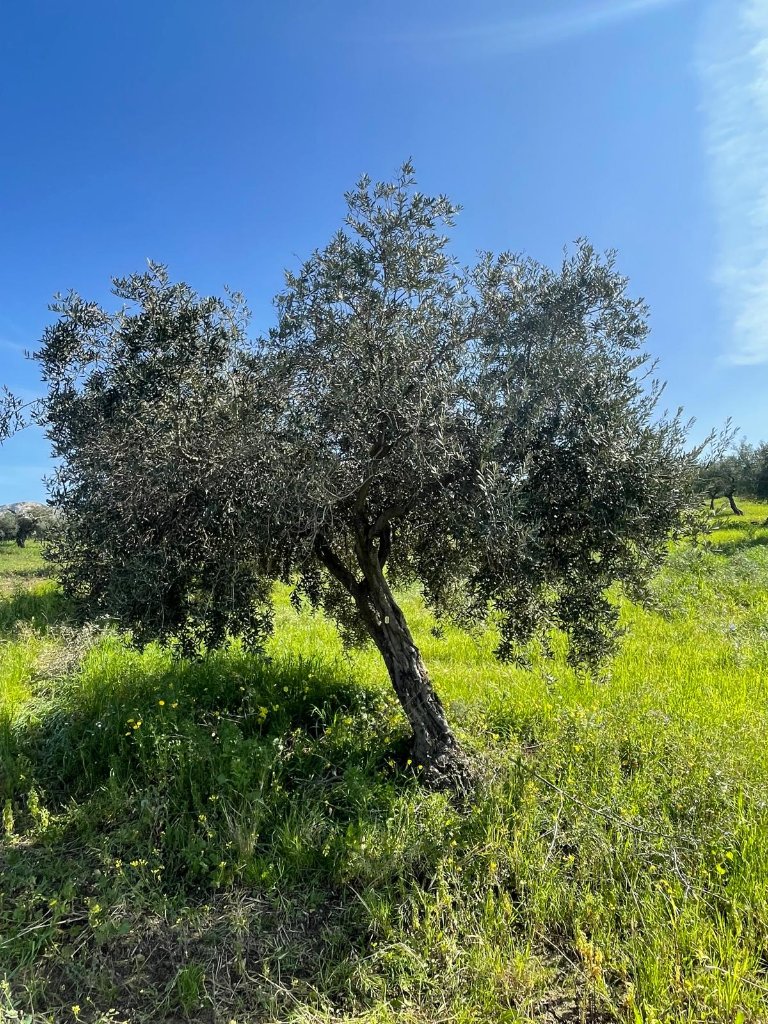 A mature olive tree bearing a tag on its trunk, standing in a sunlit Sicilian meadow