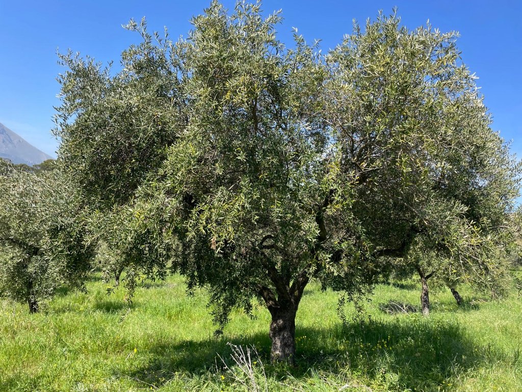 A gnarled olive tree in a vibrant green meadow under a bright blue Sicilian sky