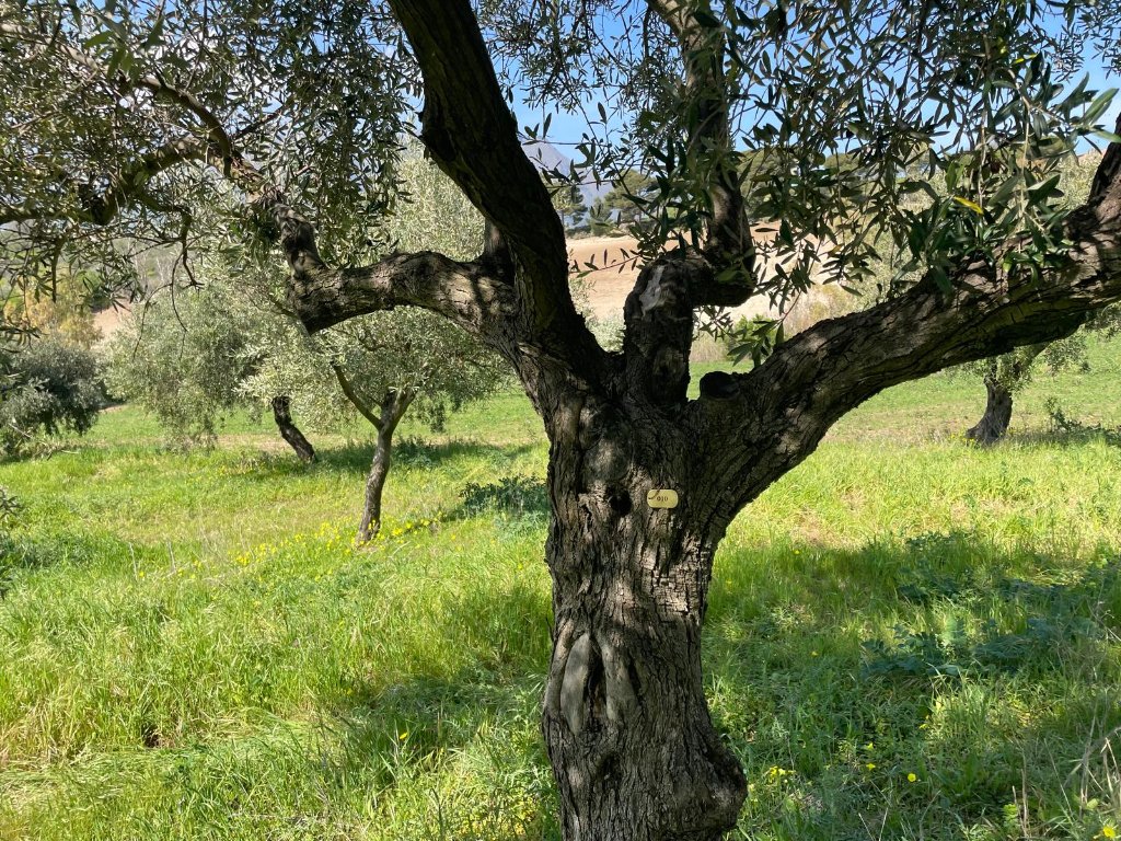 A numbered tag reading 010 attached to the weathered trunk of a Sicilian olive tree