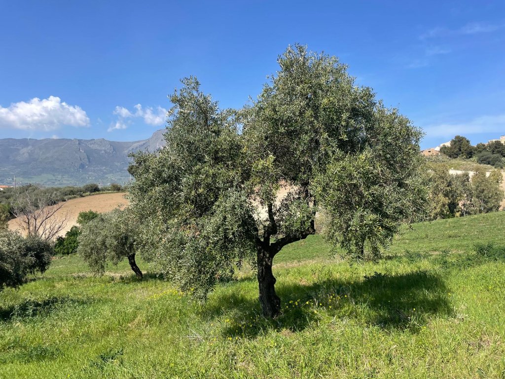 An olive tree in a meadow with rolling hills and mountains in Sicily