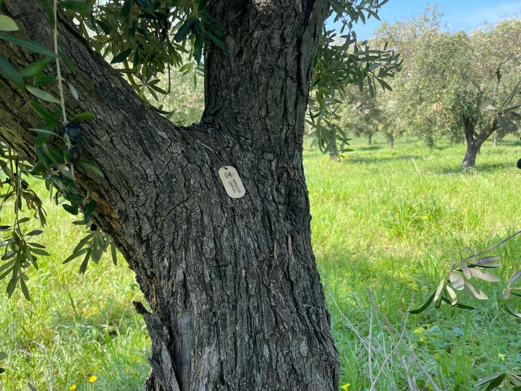 Close-up of a brushed metal Masseria Groves tag stamped with a tree mark, fastened to the gnarled trunk of an olive tree