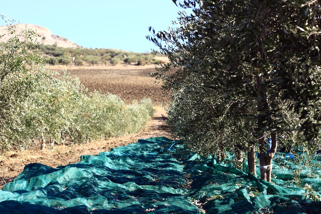 Olive grove at harvest with teal catch nets laid between the rows