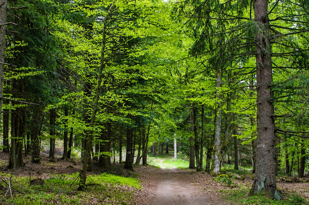 Plateaux et routes de Lozère