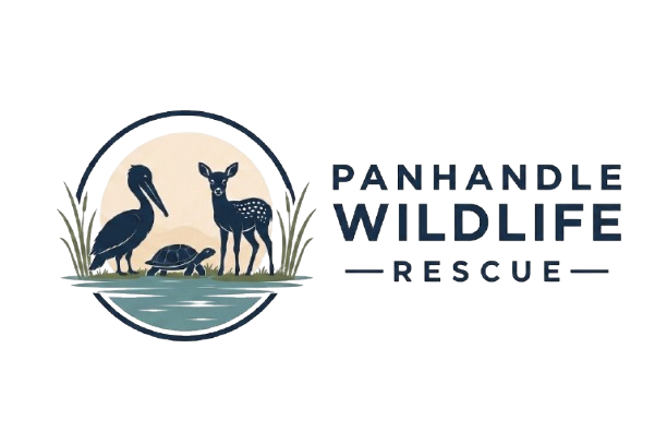 www.panhandlewildliferescue.com