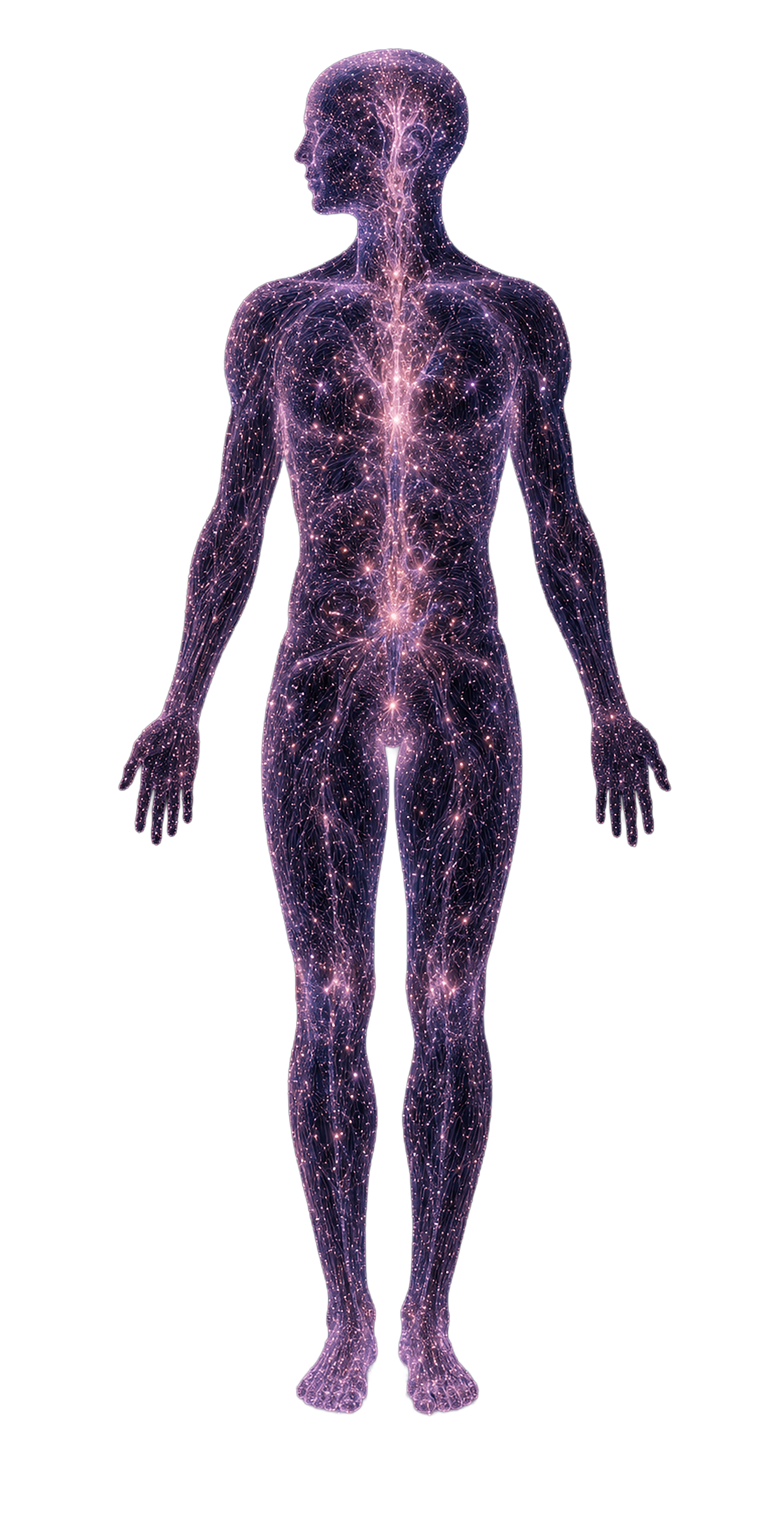 Cuerpo humano compuesto por fibras neuronales luminosas