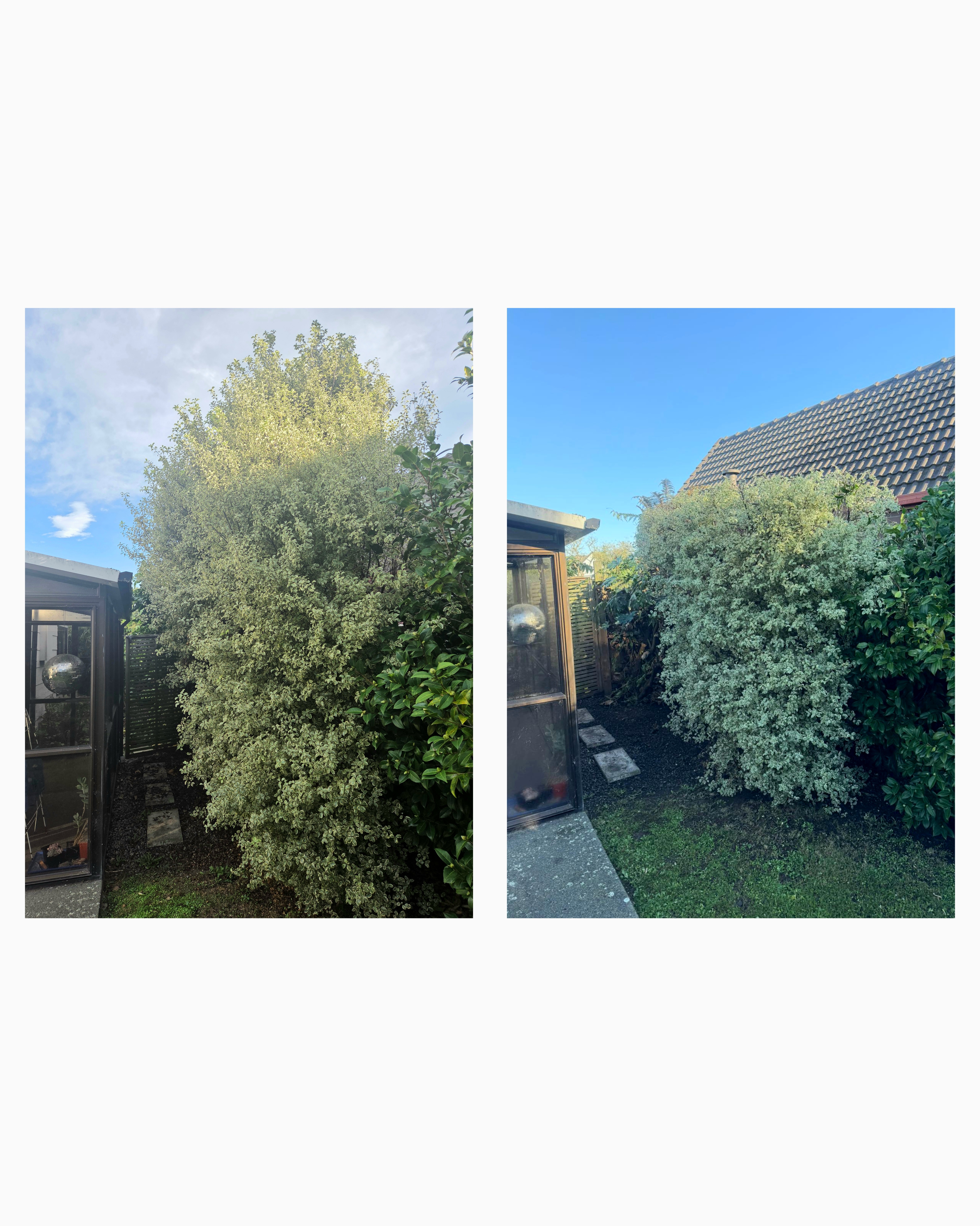Hedge Trimming & Shaping — Before & After