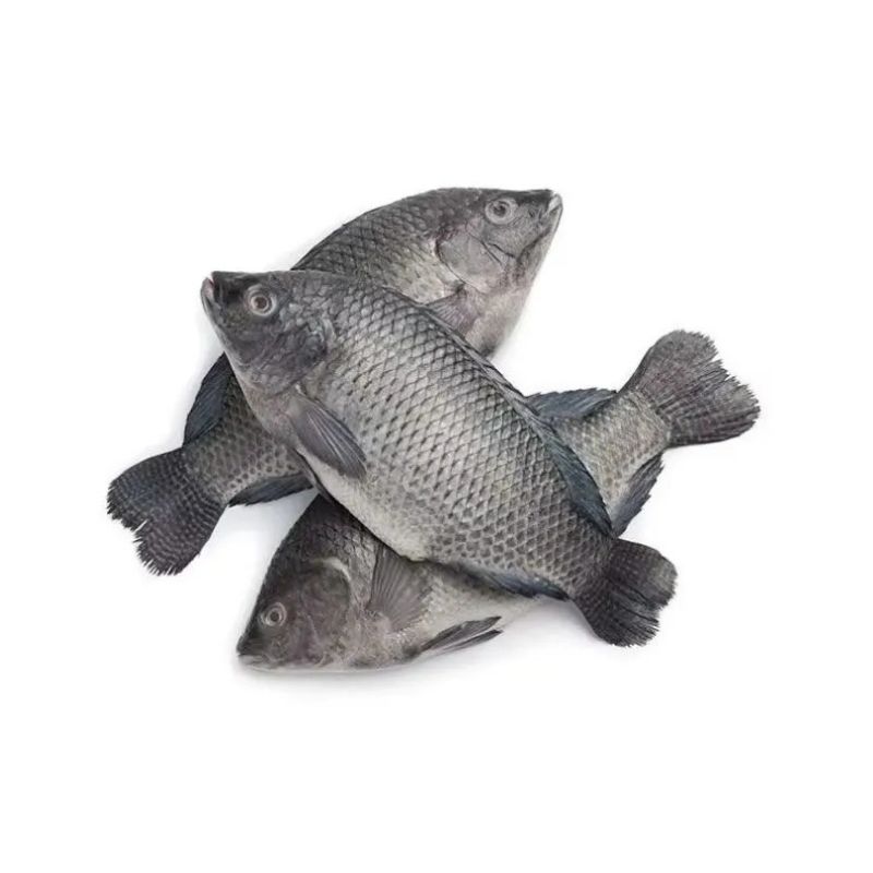 ASK AFRO TILAPIA 1500G