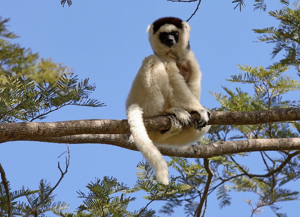 Verreaux's sifaka sitting on a branch against a blue sky