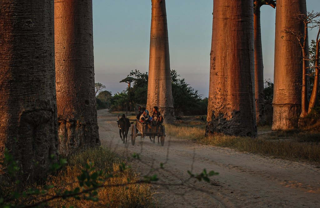 Zebu cart riding through the Avenue of the Baobabs at sunset