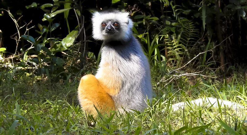 Diademed sifaka with golden limbs sitting in sunlit grass