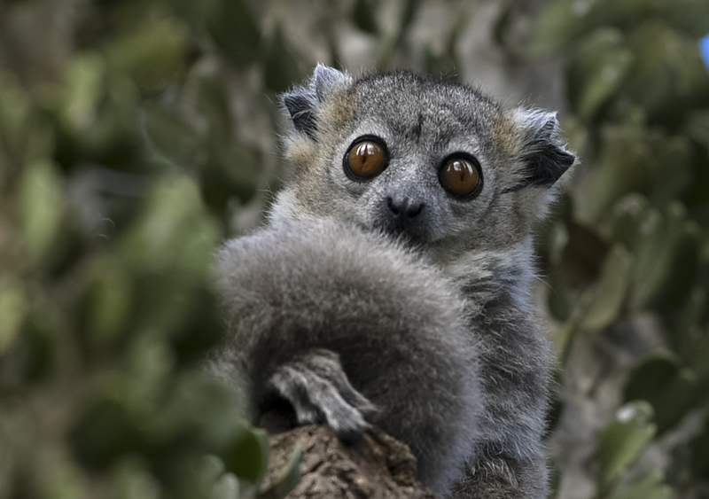 Sportive lemur with wide amber eyes peering from the foliage
