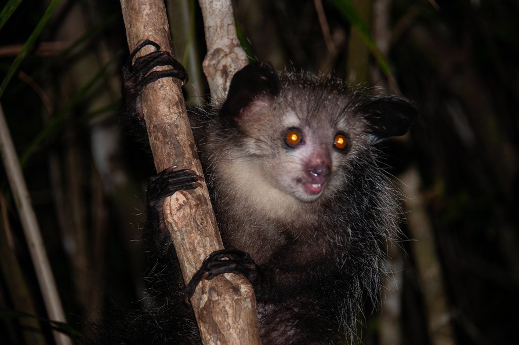Aye-aye clinging to a branch at night with glowing eyes