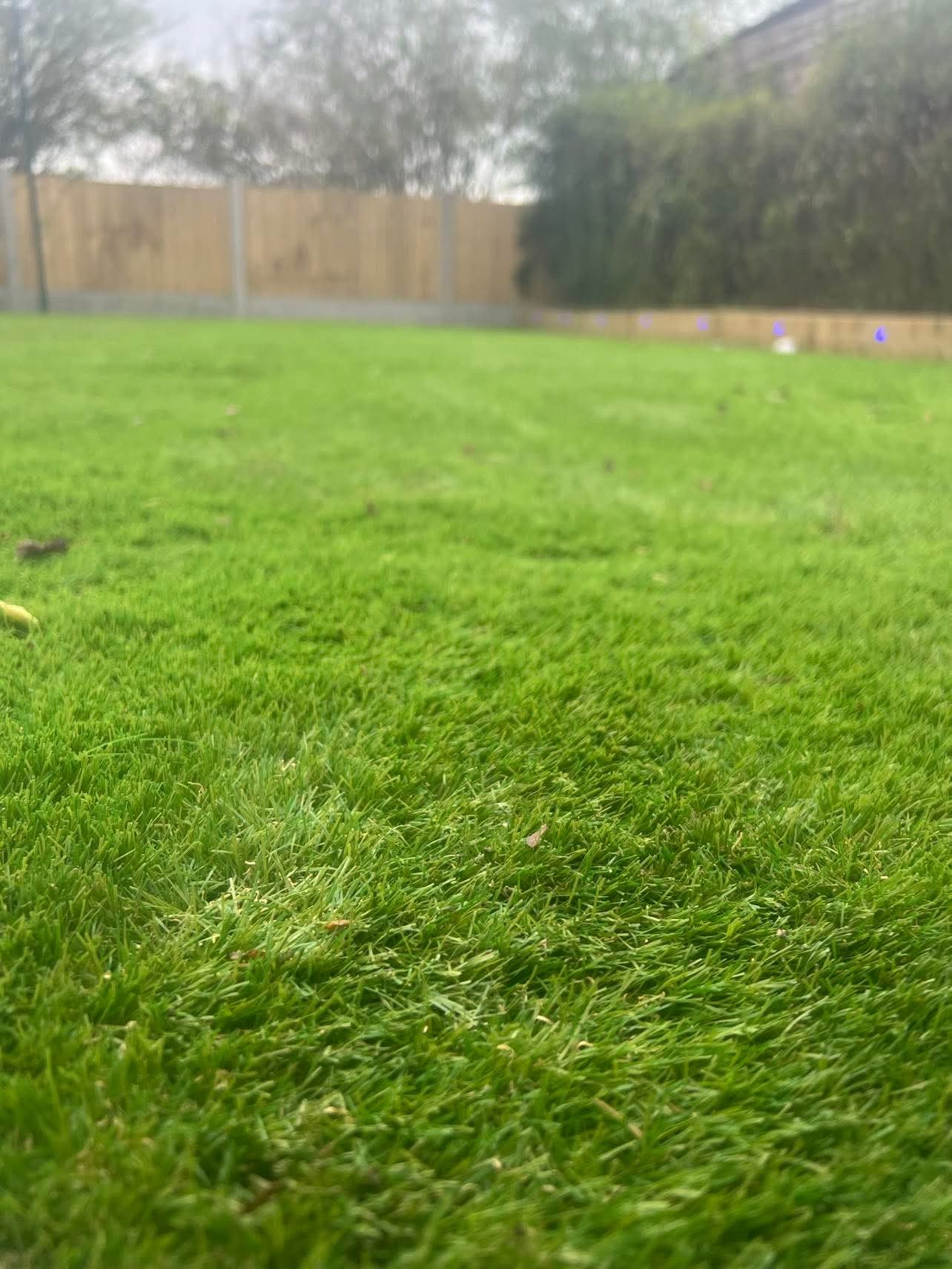 Lush Artificial Lawn in Shropshire — completed landscaping project by Shropshire Landscaping & Design, serving Shrewsbury, Telford, Ellesmere & Oswestry