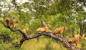 The Kruger supports more than 500 bird species and 147 mammal species.