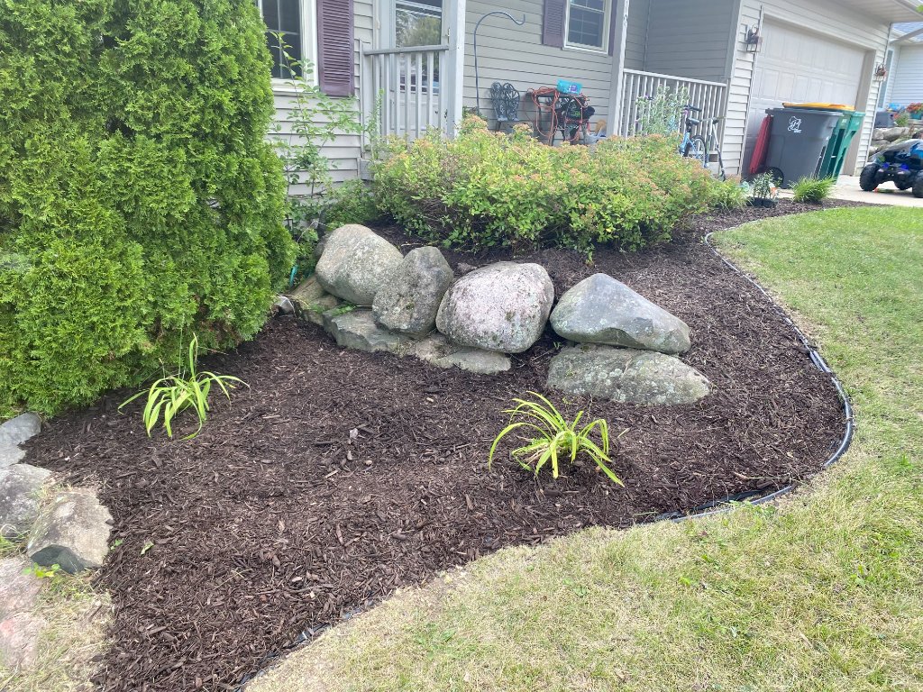 Overgrown hedges before trimming