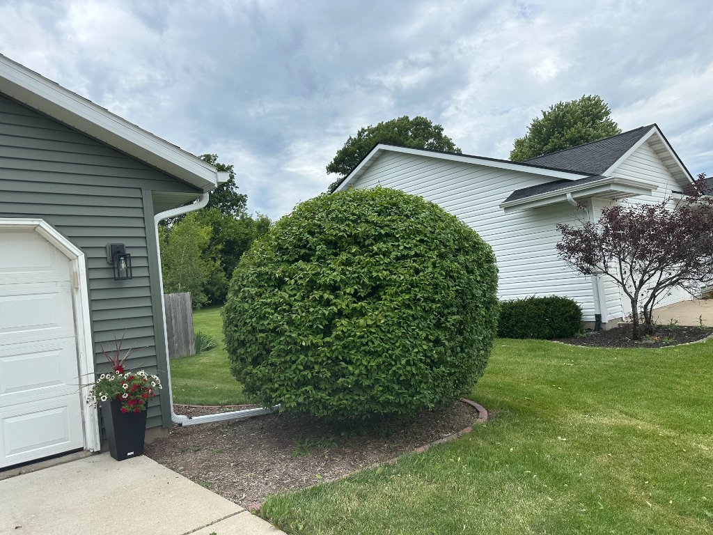 Trimmed shrub front yard