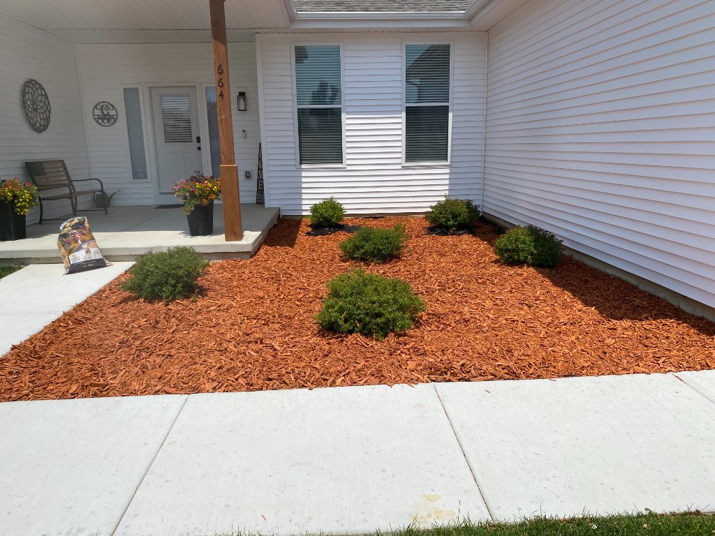 Mulched front bed with cedar shrubs
