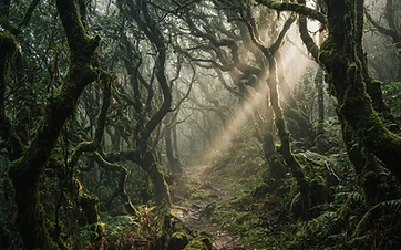Anaga Rural Park: Walking Through Europe's Best Laurisilva Forest