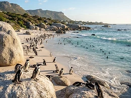 Penguins
