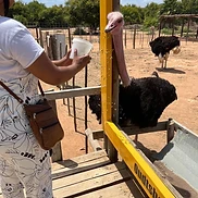 Ostrich feeding in Oudtshoorn