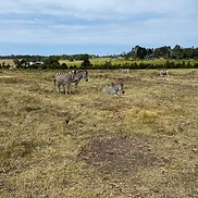 Zebras on the open plains