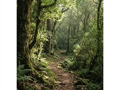 Guided Nature Walks