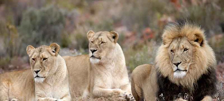 Big 5 Safari at Aquila Private Game Reserve