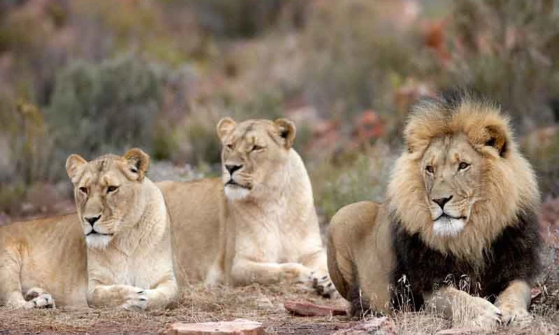 Big 5 Safari at Aquila Private Game Reserve