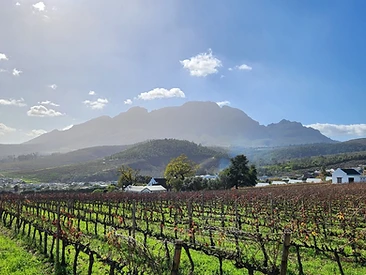 Cape Winelands Vineyards