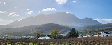 Cape Winelands vineyards