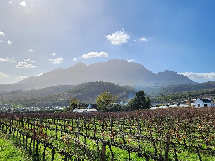 Cape Winelands vineyards