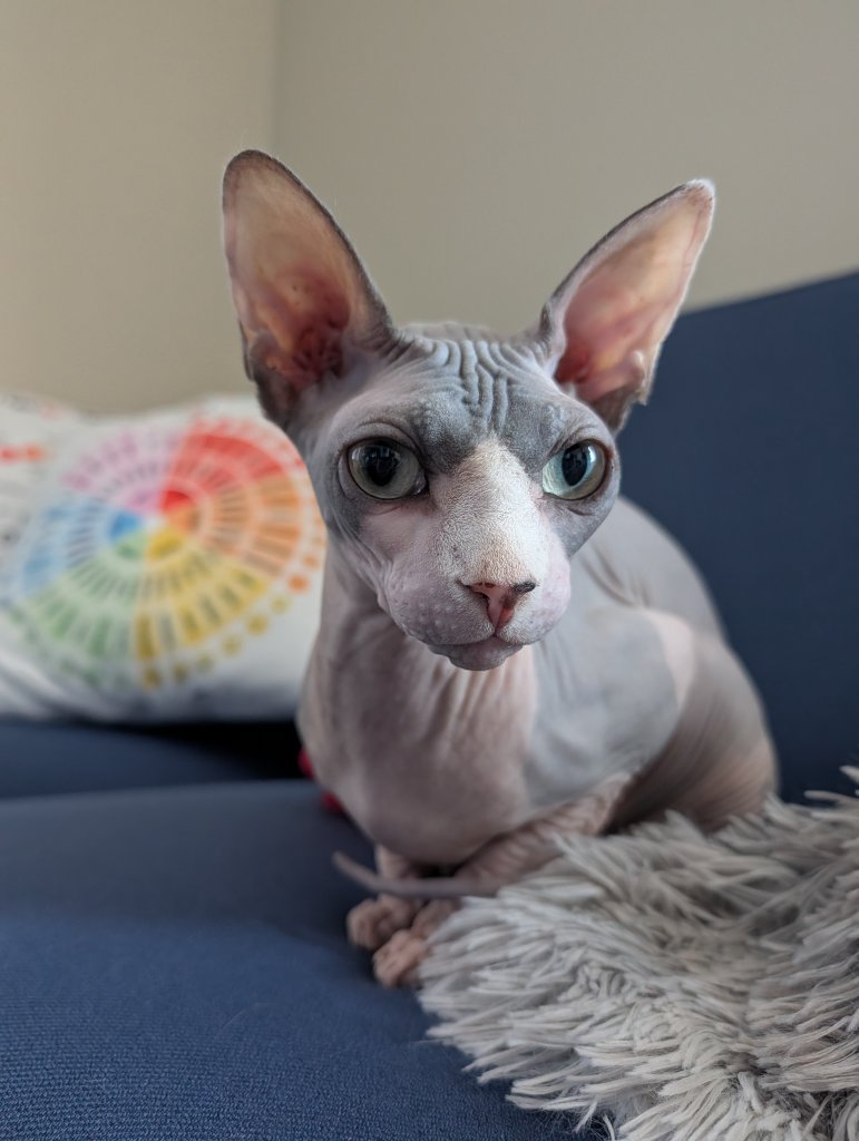 Khufu, the therapy cat