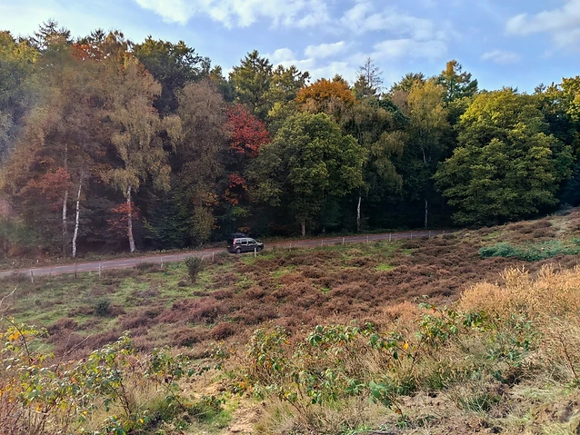 A small car travels along a road bordering a colorful, dense autumn forest.