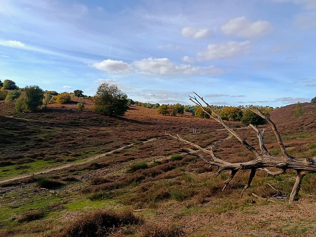 A fallen, weathered tree branch frames a view of a path in the valley.