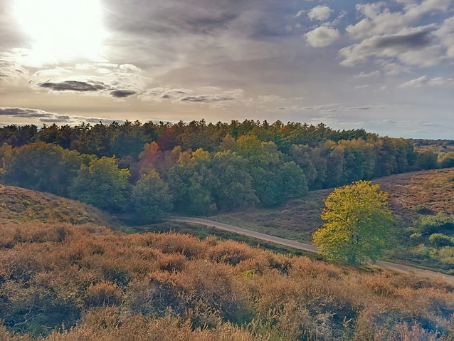Sunlight streams over a hilly moorland with a road visible near forest trees.