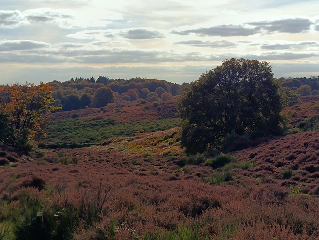 Soft light illuminates a hilly landscape featuring green foliage and brown heather patches.