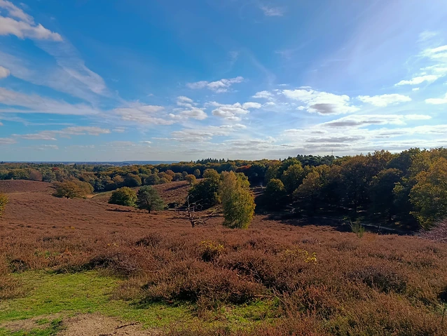 Rolling hills blanketed in brown heather extend toward a dense, autumnal forest line.