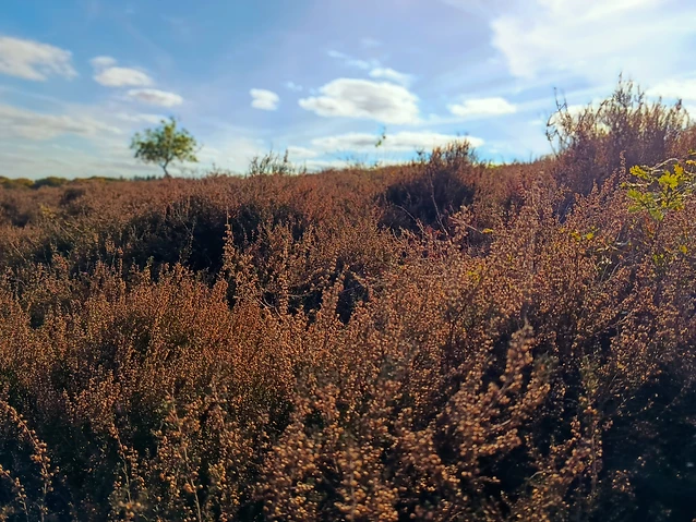 Close-up of textured, brown heather shrubs with a single tree in the distance.