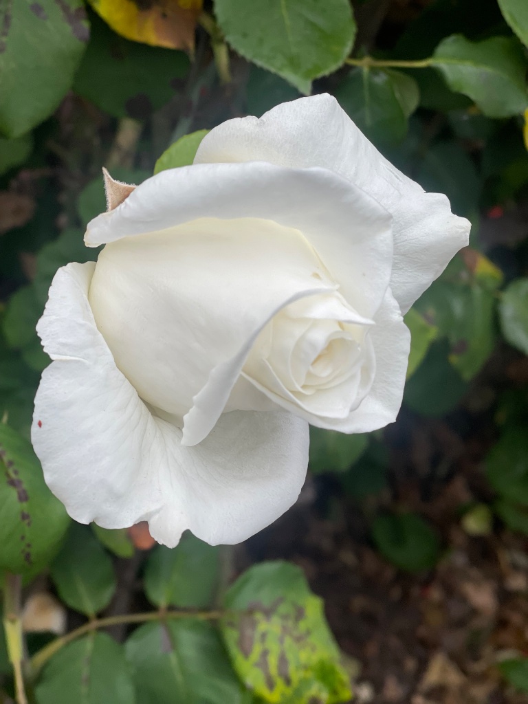 White Rose II